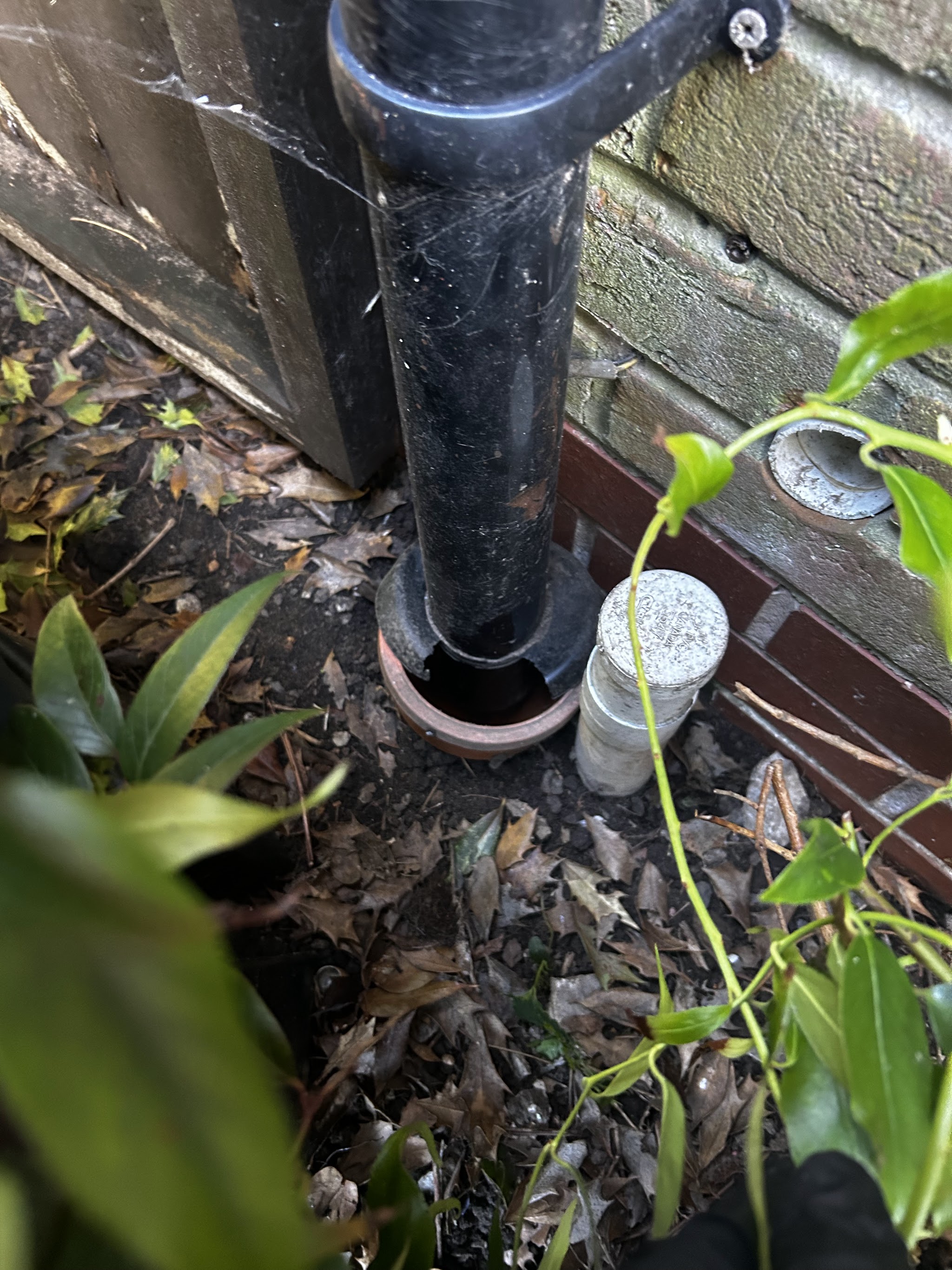 A black downpipe going into a drain beside a capped white pipe, with plants around it